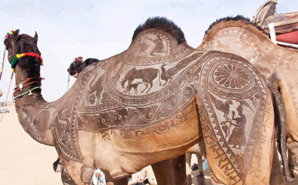the indian city of bikaner host an annual camel festival in january. the designs are the results of trimming and dying the camel hair. photos steve hoge and osakabe yasuo (1)