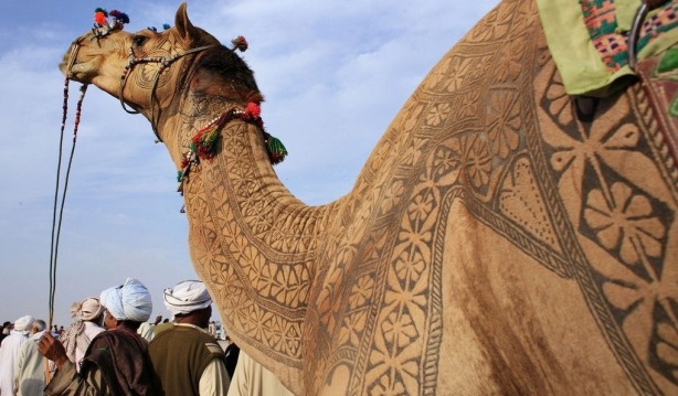 the indian city of bikaner host an annual camel festival in january. the designs are the results of trimming and dying the camel hair. photos steve hoge and osakabe yasuo (3)