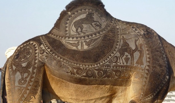 the indian city of bikaner host an annual camel festival in january. the designs are the results of trimming and dying the camel hair. photos steve hoge and osakabe yasuo (5)